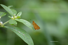 Oriens goloides