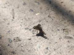 Triploechus heteronevrus