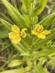Goodenia amplexans