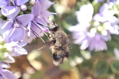 Triploechus heteronevrus