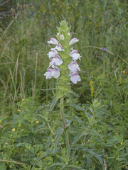 Bellardia trixago