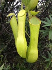 Nepenthes