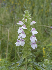 Bellardia trixago