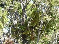 Juniperus monosperma