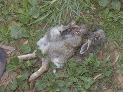 Oryctolagus cuniculus