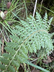 Polystichum haleakalense