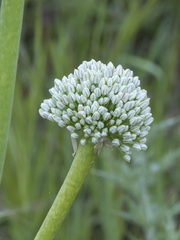 Allium cepa