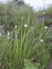 Allium cepa