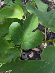 Ficus carica