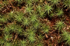 Polytrichum juniperinum