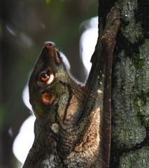 Galeopterus variegatus