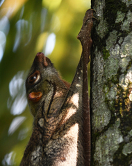 Galeopterus variegatus