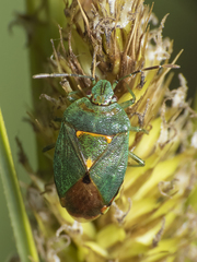 Ditomotarsus punctiventris