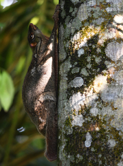 Galeopterus variegatus