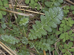 Sanguisorbinae