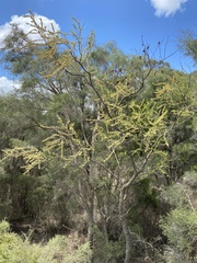 Petalostigma banksii