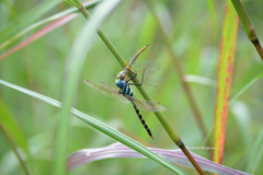 Anax immaculifrons