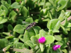 Austroscaeva melanostoma