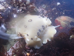 Diaulula sandiegensis