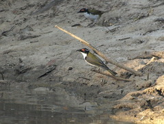 Melithreptus lunatus