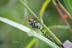 Anax immaculifrons
