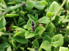 Austroscaeva melanostoma