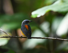 Dicaeum trigonostigma