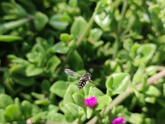 Austroscaeva melanostoma