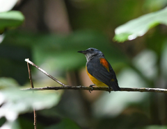 Dicaeum trigonostigma