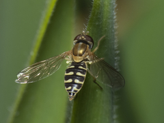 Toxomerus vertebratus