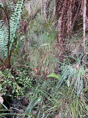 Polystichum haleakalense