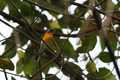 Ficedula mugimaki