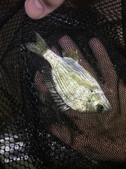 Acanthopagrus australis