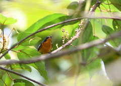 Ficedula mugimaki