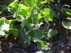 Acourtia nana