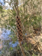 Melaleuca armillaris