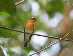 Ficedula mugimaki