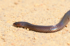 Pseudorabdion longiceps