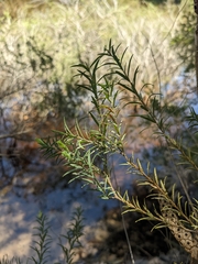Melaleuca armillaris