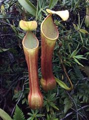 Nepenthes