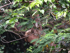 Pycnonotus zeylanicus