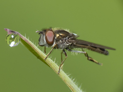 Platycheirus fenestrata