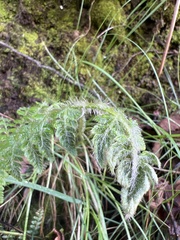 Polystichum haleakalense