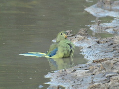 Neophema chrysostoma