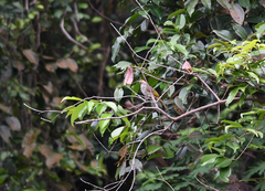 Pycnonotus zeylanicus