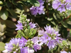 Allograpta hortensis