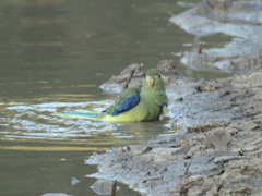 Neophema chrysostoma