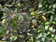 Pycnonotus zeylanicus