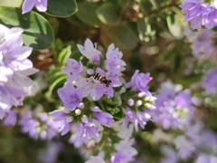 Allograpta hortensis