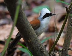 Garrulax leucolophus